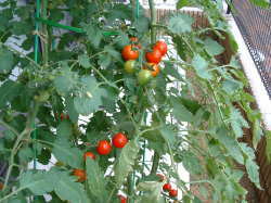 �z�[���n�C�|�j�J�@�ƒ�؉��~�j�g�}�g